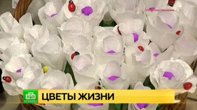 Известные артисты и великий князь раздают петербуржцам белые цветки.Санкт-Петербург, благотворительность, дети и подростки, онкологические заболевания, хосписы.НТВ.Ru: новости, видео, программы телеканала НТВ