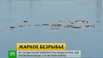 Тонны рыбы заживо сварились в реке Татарстана