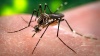 Роспотребнадзор защитит россиян от опасных комаров и вируса Зика