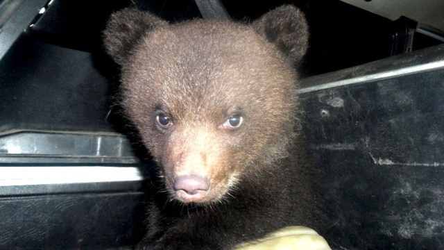 В Коми на дороге нашли двух брошенных в коробке медвежат.Коми, животные, медведи, полиция.НТВ.Ru: новости, видео, программы телеканала НТВ