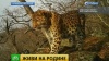 В Приморье для леопардов построят переход через автотрассу
