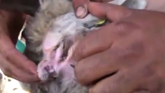 <nobr>Овцу-мутанта</nobr> со ртом в ухе нашли в Турции