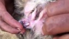 Овцу-мутанта со ртом в ухе нашли в Турции: видео