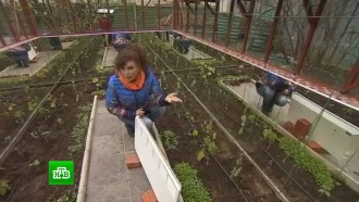 Майские холода загубили урожаи российских огородников