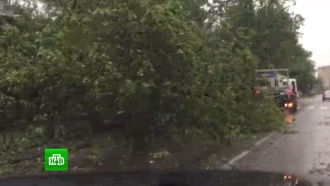 На Москву обрушился ураган: ветер валит деревья