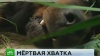 СК изучает обстоятельства смерти девочки от укусов собаки в Ставрополе