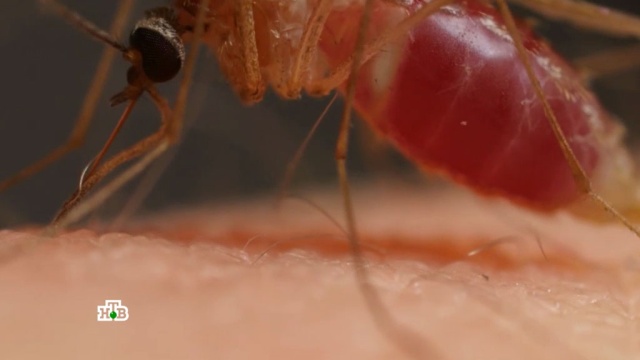 Фумигатор, пахучий браслет или крем: какие средства надежно защищают от комаров.комары, насекомые, наука и открытия.НТВ.Ru: новости, видео, программы телеканала НТВ