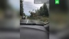 Ураган убил подростка и посрывал крыши в Псковской области