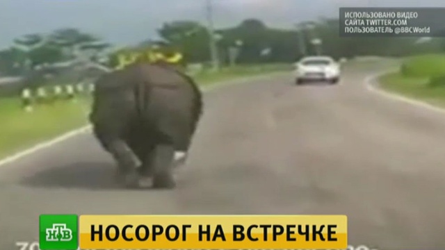 Агрессивный носорог устроил переполох на трассе в Индии.автомобили, животные, Индия, курьезы.НТВ.Ru: новости, видео, программы телеканала НТВ