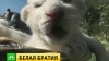 В крымском сафари-парке родились львята-альбиносы