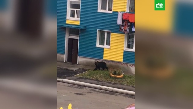 На Сахалине застрелили медведя, гулявшего по улицам города.Сахалин, медведи.НТВ.Ru: новости, видео, программы телеканала НТВ
