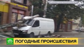 В Петербурге сильный ветер валил деревья на крыши автомобилей