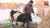 Курганскому фермеру грозит срок за покупку GPS-трекера для коровы