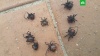 В Австралии выпал дождь из ядовитых пауков: фото
