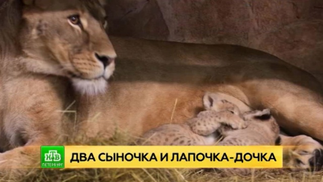 Петербуржцев просят придумать имена для маленьких львят.Санкт-Петербург, животные, зоопарки, львы.НТВ.Ru: новости, видео, программы телеканала НТВ