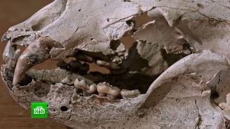 Тайны подземелья: в Ботовской пещере нашли скелеты древних животных