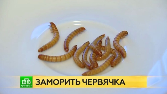 Кулинарный экстрим: как личинки и кузнечики становятся полезным деликатесом на петербургском столе.Санкт-Петербург, кулинария, насекомые.НТВ.Ru: новости, видео, программы телеканала НТВ
