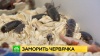 Кулинарный экстрим: как личинки и кузнечики становятся полезным деликатесом на петербургском столе