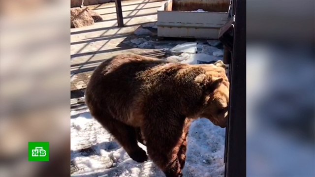 На Урале медведица дождалась весны и запрыгала от радости.Челябинск, весна, животные, зоопарки, медведи.НТВ.Ru: новости, видео, программы телеканала НТВ
