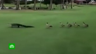 В США стая гусей прогнала аллигатора с поля для гольфа