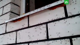 Воронежскую область атаковали полчища комаров
