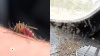 Полчища комаров атаковали регионы: апокалипсис близко?