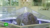 Запутанное дело о краже фрагмента челябинского метеорита начали рассматривать в суде