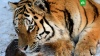 Тигра Амура могут переселить в обычный зоопарк Приморье, зоопарки, тигры.НТВ.Ru: новости, видео, программы телеканала НТВ