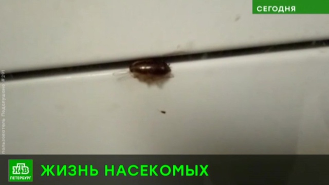 В школе на юго-западе Петербурга не могут справиться с нашествием тараканов.Роспотребнадзор, Санкт-Петербург, насекомые, школы.НТВ.Ru: новости, видео, программы телеканала НТВ