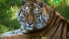 Знаменитого тигра Амура хотят оставить в Приморье Приморье, зоопарки, тигры.НТВ.Ru: новости, видео, программы телеканала НТВ