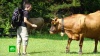 Кодекс поведения с коровами: как уберечься от рогов агрессивных буренок