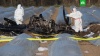 СМИ: самолет Филёвой разбился из-за внезапной потери скорости