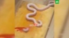 Красноярец отрубил голову змее своей бывшей девушки: видео