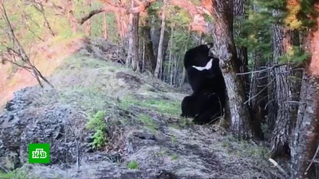 Не подглядывай: медведь попробовал на зуб фотоловушку в Приморье.животные, медведи, Приморье.НТВ.Ru: новости, видео, программы телеканала НТВ