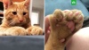 В США нашли кота-мутанта со странными лапами: видео