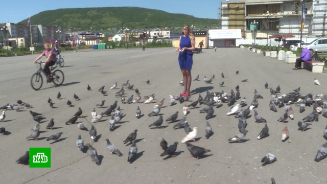 Штраф за кормление голубей прокуратура Магадана признала незаконным.Магадан, мусор, птицы.НТВ.Ru: новости, видео, программы телеканала НТВ