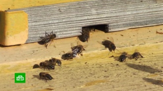 Массовая гибель пчел может привести к дефициту меда
