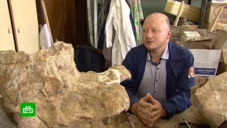 Российские ученые нашли череп древнего единорога