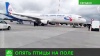 A321 экстренно сел в Екатеринбурге из-за птиц