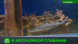 В петербургском океанариуме у белоплавниковых акул родился первенец