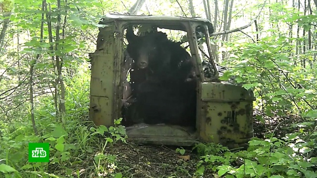 Брошенную в лесу кабину грузовика обживают медведи, бурундук и ворона.Приморье, животные, медведи.НТВ.Ru: новости, видео, программы телеканала НТВ