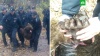 Бегавшего по улицам медведя поймали в Чебоксарах: видео