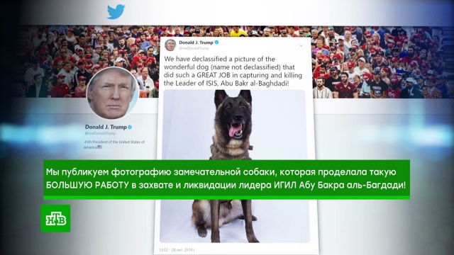 Трамп рассекретил боевого пса, который загнал в угол аль-Багдади.США, Трамп Дональд, животные, собаки, терроризм.НТВ.Ru: новости, видео, программы телеканала НТВ
