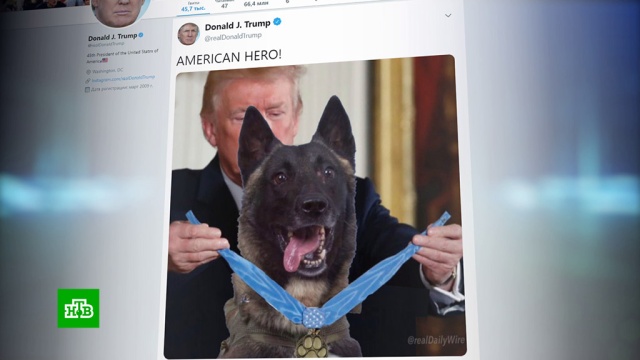 Трамп опубликовал фото с собакой и опозорился.животные, Сирия, терроризм, собаки, Пентагон, США, Исламское государство, Трамп Дональд.НТВ.Ru: новости, видео, программы телеканала НТВ