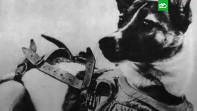 Полет и гибель первой собаки-космонавта.животные, ЗаМинуту, космос, собаки.НТВ.Ru: новости, видео, программы телеканала НТВ