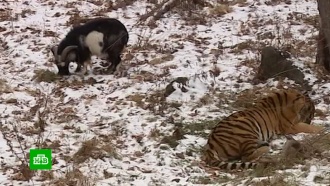 В Приморье умер друживший с тигром козел Тимур