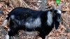 В Приморье назвали причину смерти козла Тимура животные, зоопарки, Приморье.НТВ.Ru: новости, видео, программы телеканала НТВ