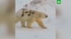 На Чукотке ищут белого медведя с надписью «Т-34» на боку