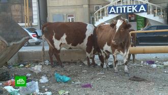 Повестки в суд и штрафы: Махачкала продолжает борьбу с выгулом коров на городских улицах