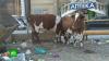 Повестки в суд и штрафы: Махачкала продолжает борьбу с выгулом коров на городских улицах